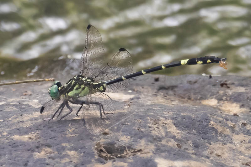 Austrogomphus divaricatus male-3.jpg