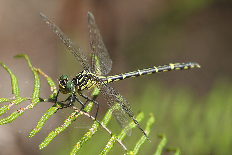 J19_2115 Austrogomphus ochraceus female.JPG