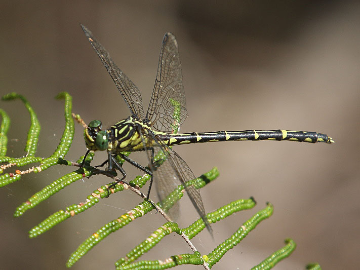 J19_2118 Austrogomphus ochraceus female.JPG