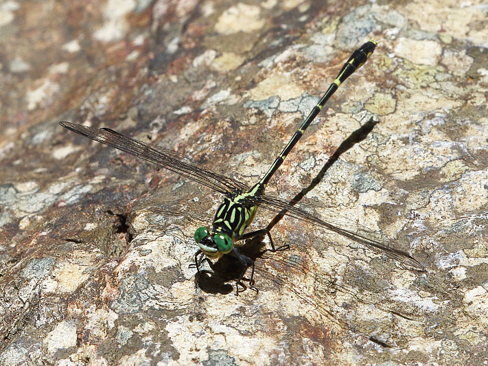 J19_3273 Austrogomphus ochraceus male.JPG