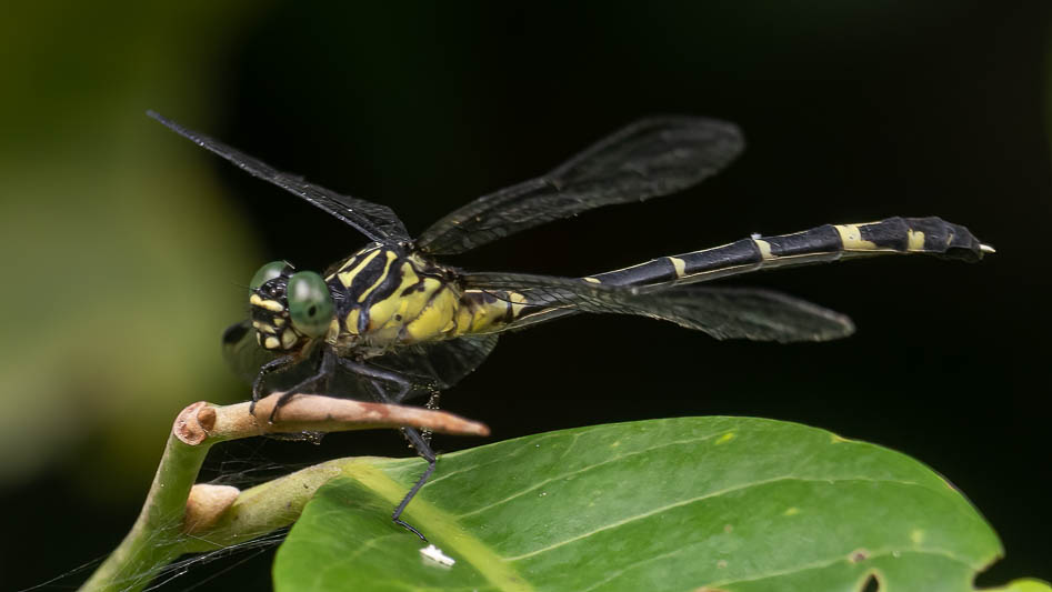 Austrogomphus prasinus male-1.jpg