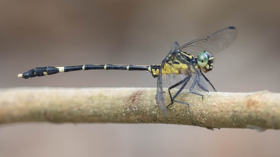 Austrogomphus prasinus male-2.jpg