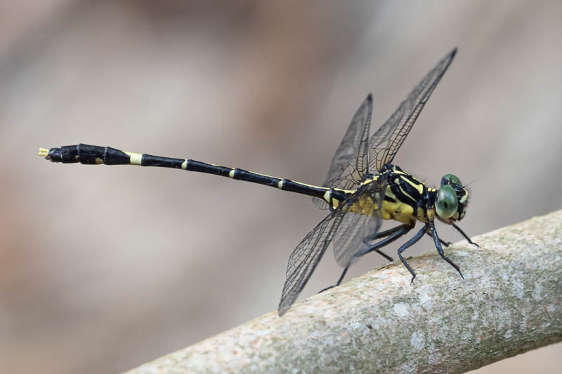 Austrogomphus prasinus male-3.jpg