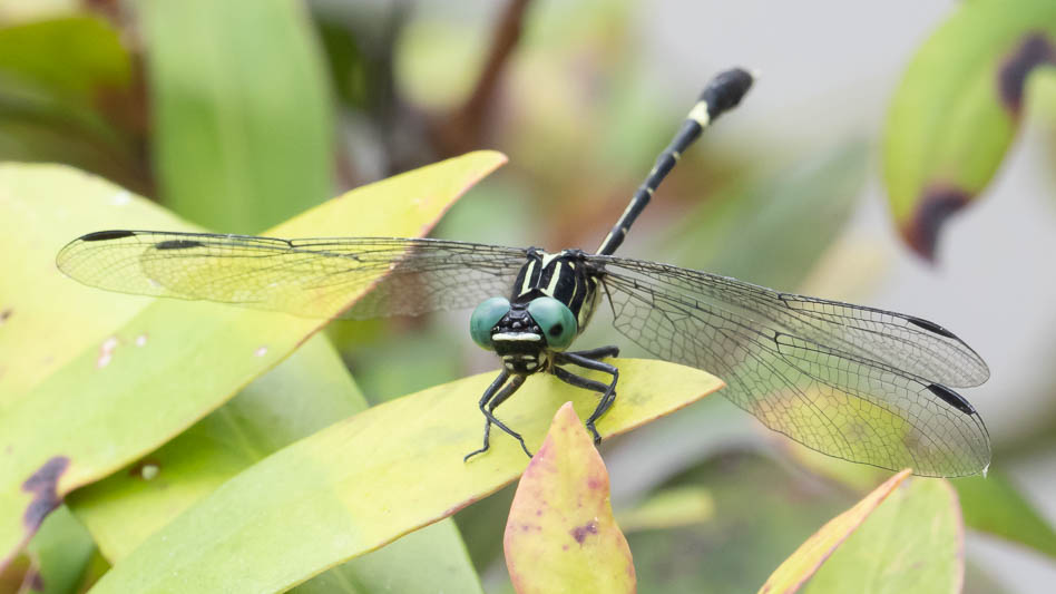 Austrogomphus prasinus male-6.jpg