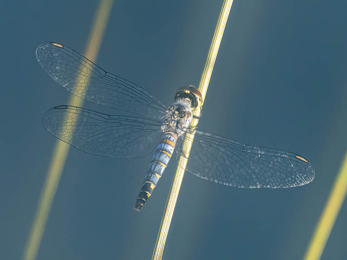 Brachydiplax denticauda female-.jpg