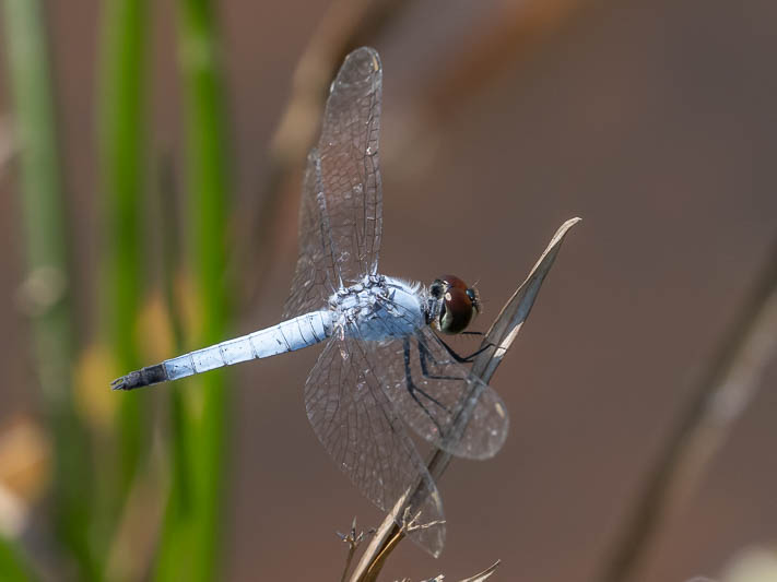 Brachydiplax denticauda male-221392.jpg