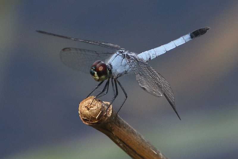 J19_2208 Brachydiplax denticauda male.JPG