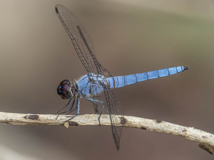 Brachydiplax duivenbodei male-2.jpg