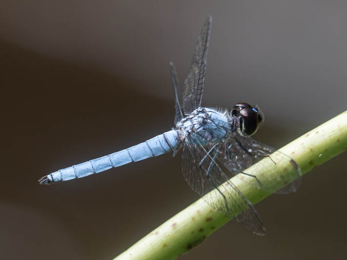 Brachydiplax duivenbodei male-4.jpg