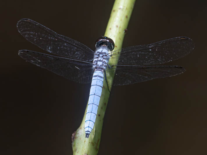 Brachydiplax duivenbodei male-5.jpg