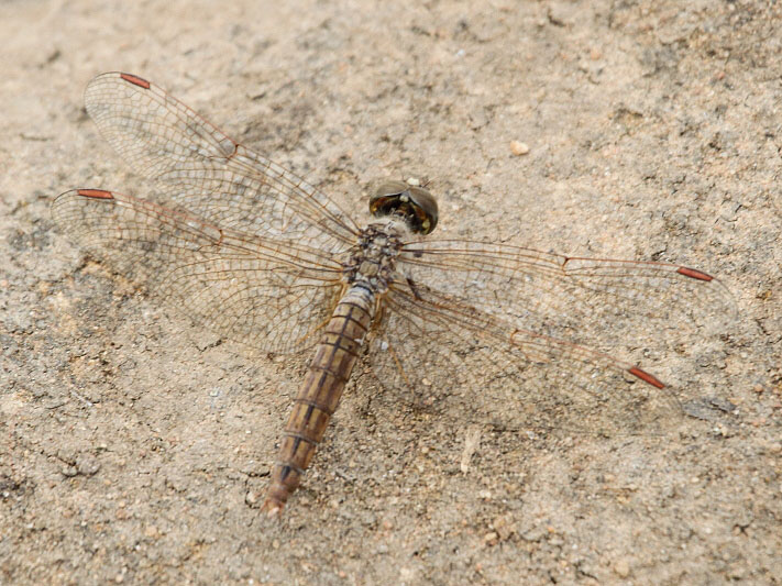 J01_1608 Brachythemis contaminata female.JPG