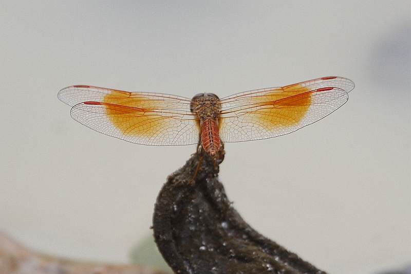 J01_1807 Brachythemis contaminata.JPG