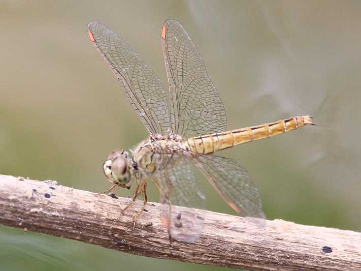 J01_1824 Brachythemis contaminata female.JPG