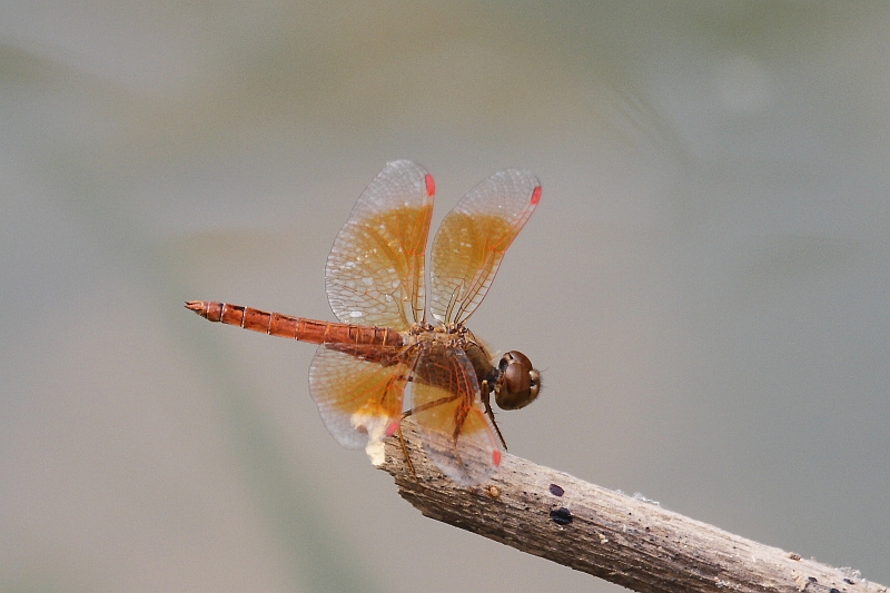 J01_1825 Brachythemis contaminata.JPG