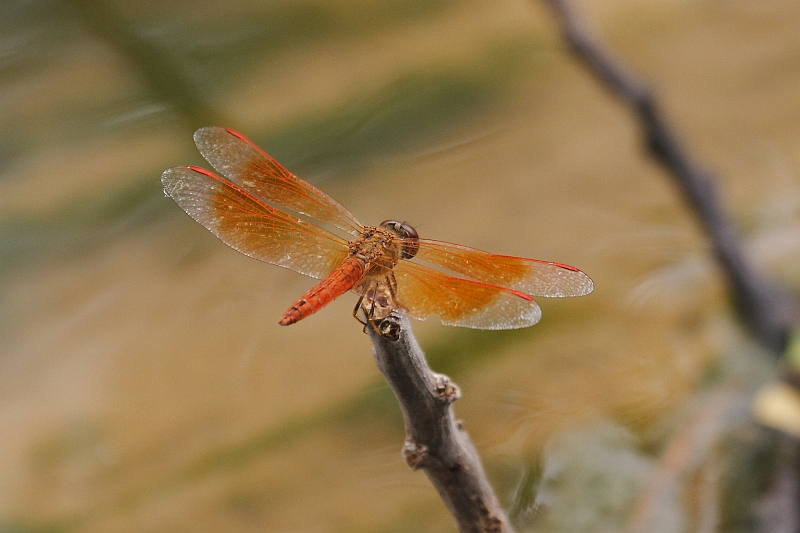 J01_1855 Brachythemis contaminata.JPG