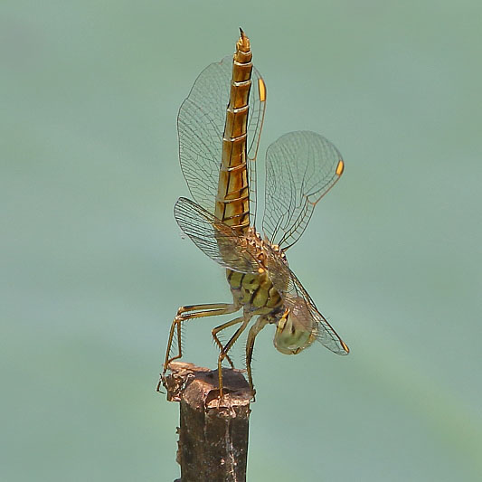 J19_9039 Brachythemis contaminata female.JPG