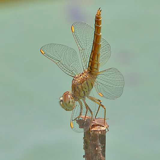 J19_9040 Brachythemis contaminata female.JPG