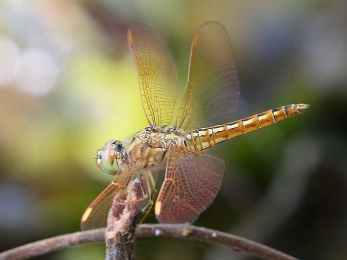 J19_9043 Brachythemis contaminata male.JPG