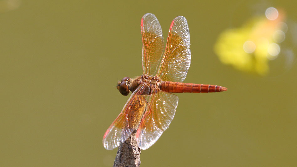 J19_9058 Brachythemis contaminata male.JPG