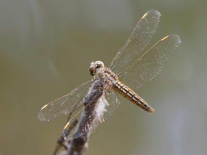 J19_9059 Brachythemis contaminata female.JPG