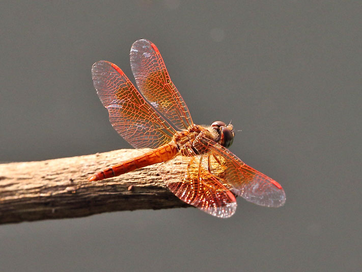 J19_9301 Brachythemis contaminata male.JPG