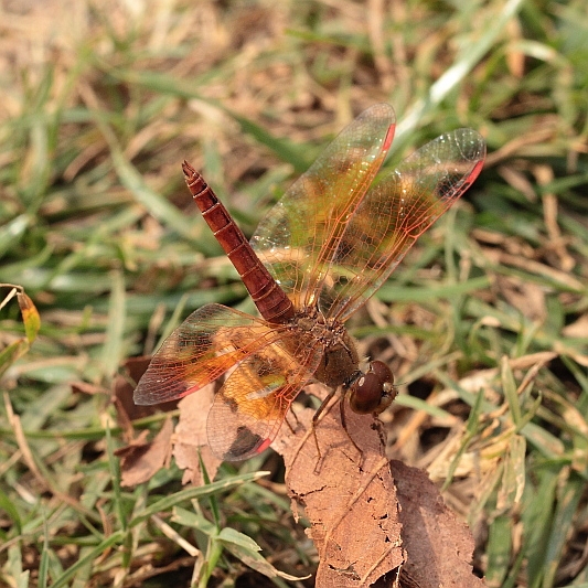 _MG_4528 Brachythemis contaminata.JPG