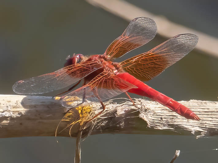 Brachythemis lacustris male.jpg