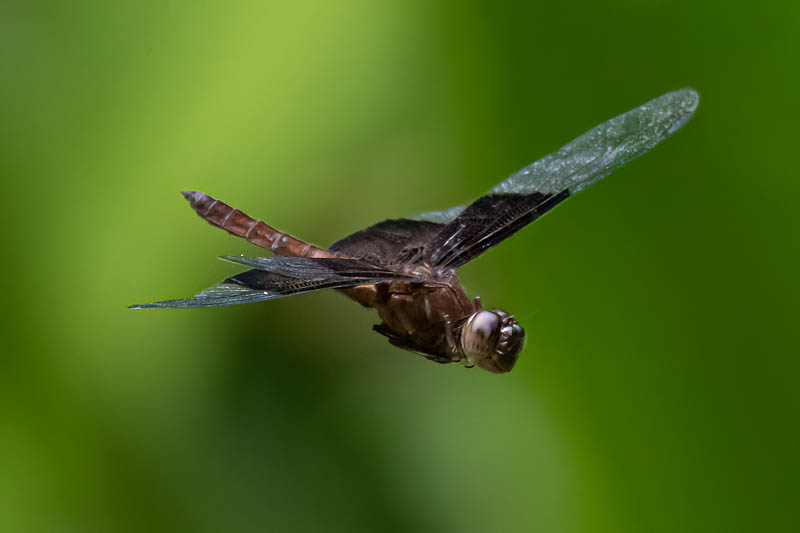 Camacinia othello in flight.jpg