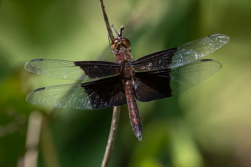 Camacinia othello male-1.jpg