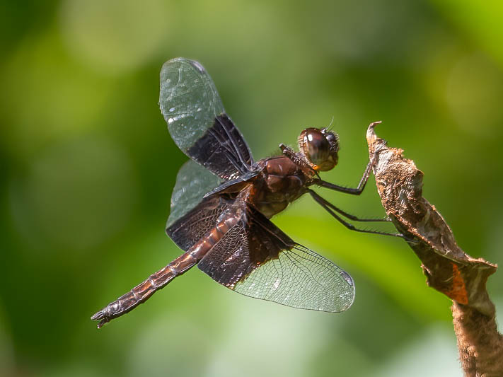 Camacinia othello male-2.jpg