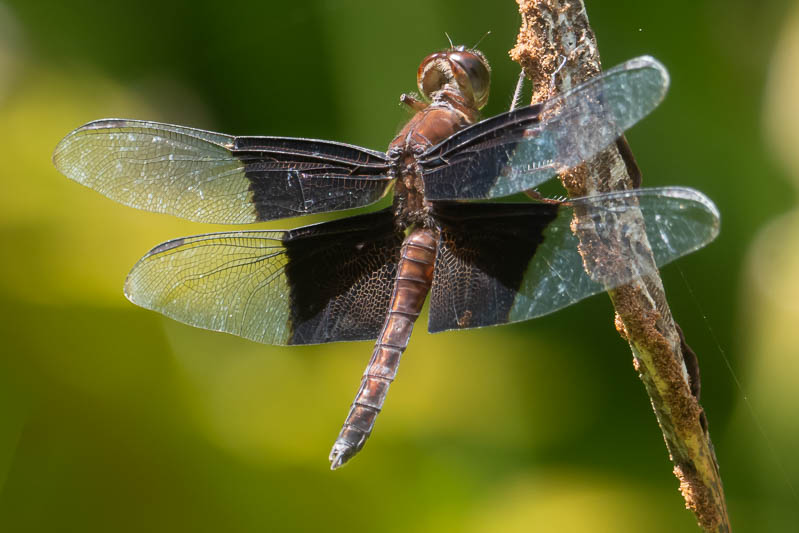 Camacinia othello male-3.jpg