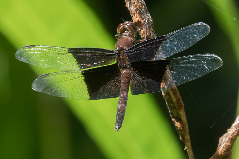 Camacinia othello male-4.jpg