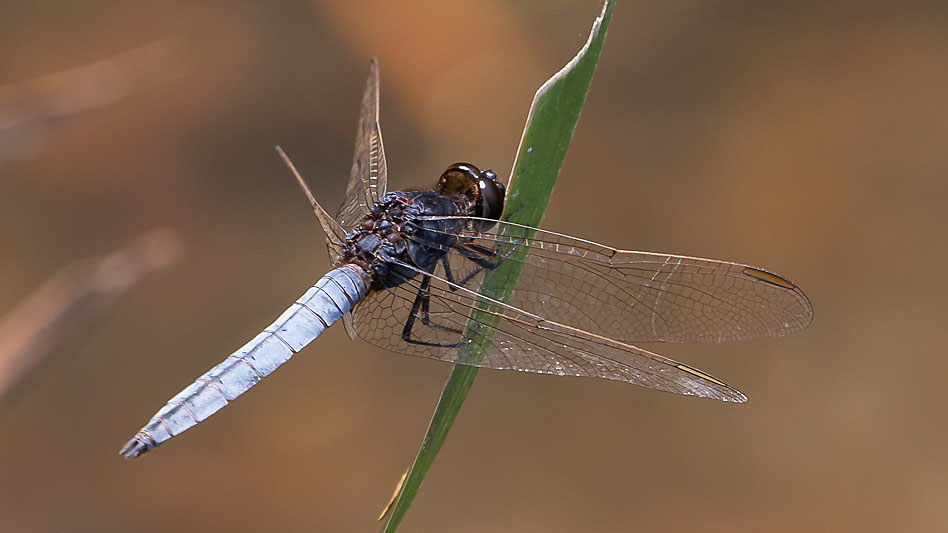 Crocothemis nigrifrons male-1558.jpg