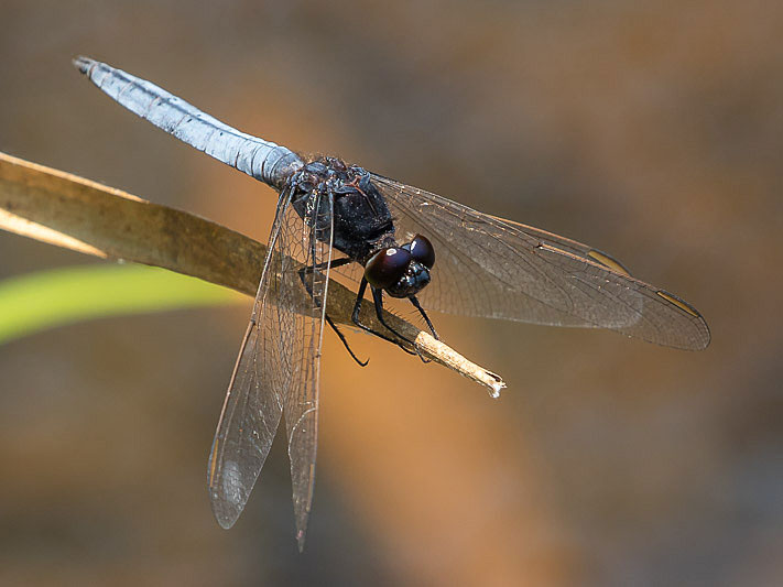 Crocothemis nigrifrons male-1561.jpg