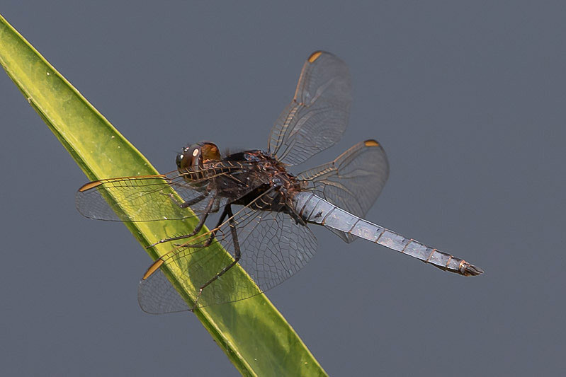 Crocothemis nigrifrons male-1598.jpg