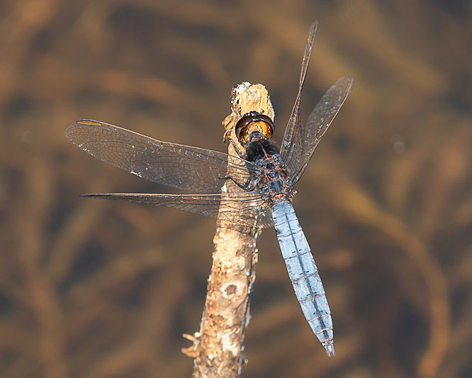 Crocothemis nigrifrons male-1727.jpg