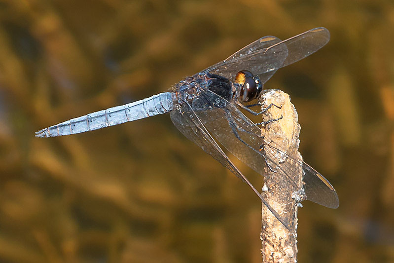 Crocothemis nigrifrons male-1741.jpg