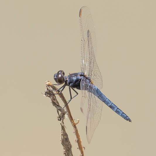 Crocothemis nigrifrons male-221086.jpg