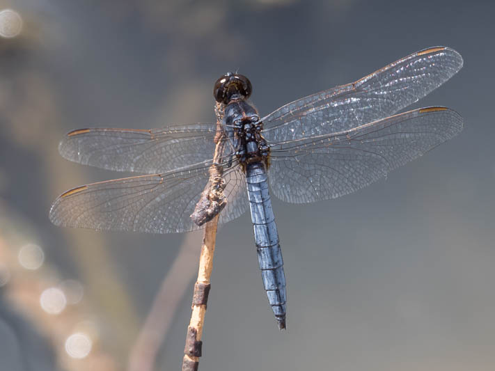 Crocothemis nigrifrons male-221091.jpg