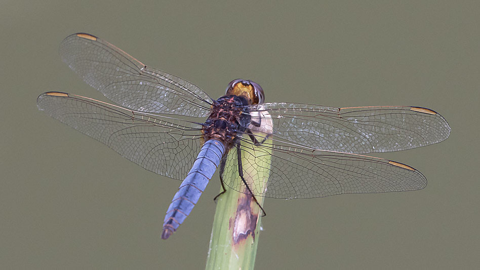 Crocothemis nigrifrons male-2694.jpg