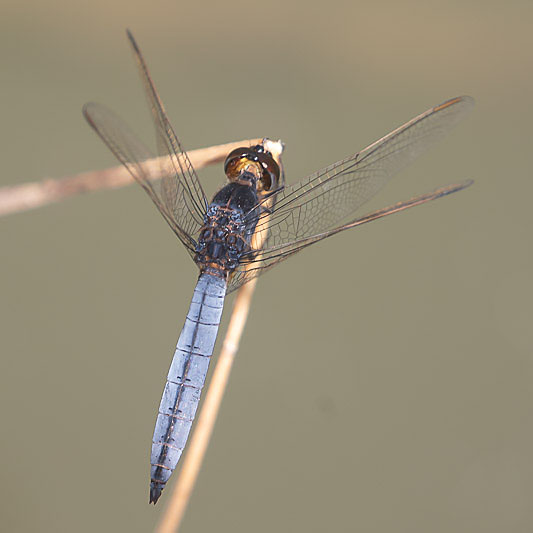 Crocothemis nigrifrons male-2800.jpg