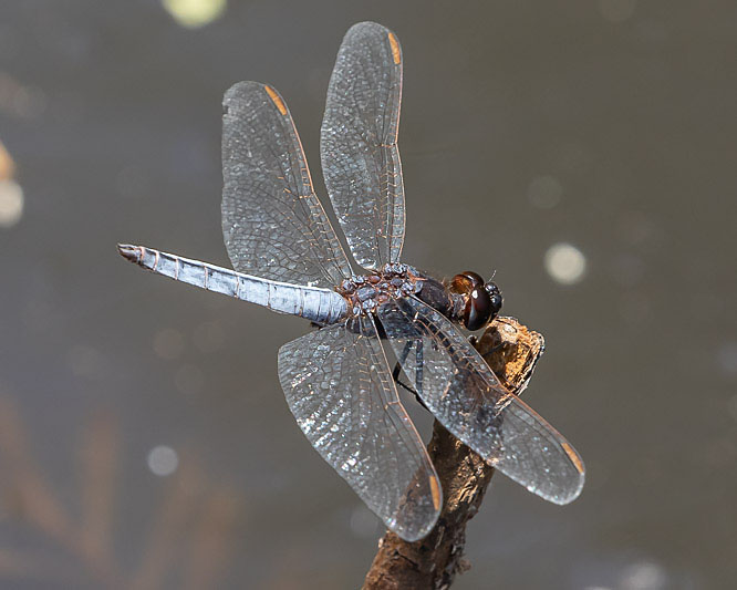 Crocothemis nigrifrons male-3424.jpg