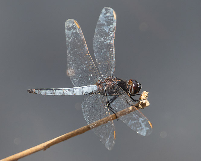 Crocothemis nigrifrons male-3426.jpg