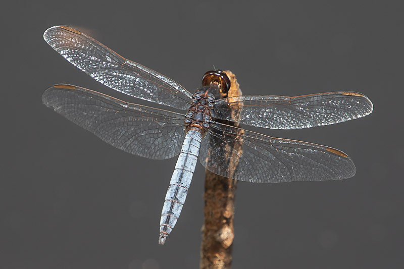 Crocothemis nigrifrons male-3432.jpg