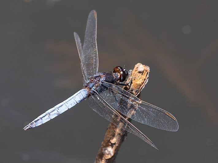 Crocothemis nigrifrons male-3433.jpg