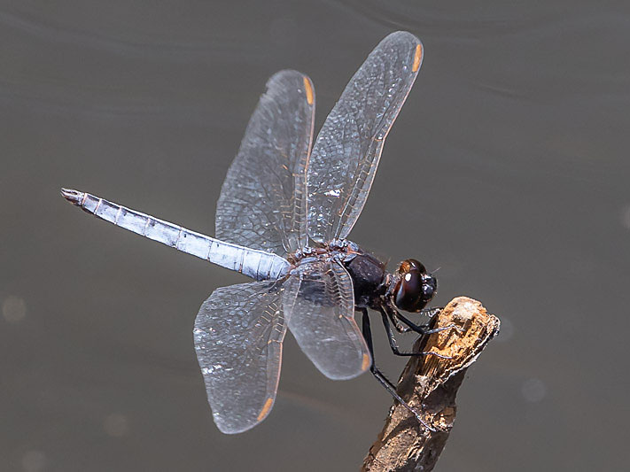 Crocothemis nigrifrons male-3438.jpg