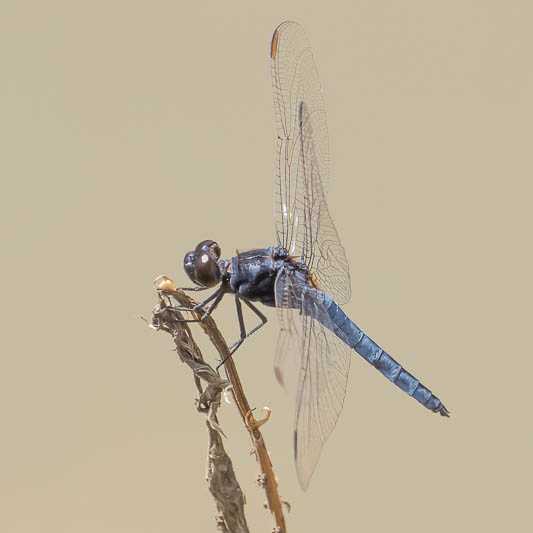 Crocothemis nigrifrons male-221086.jpg