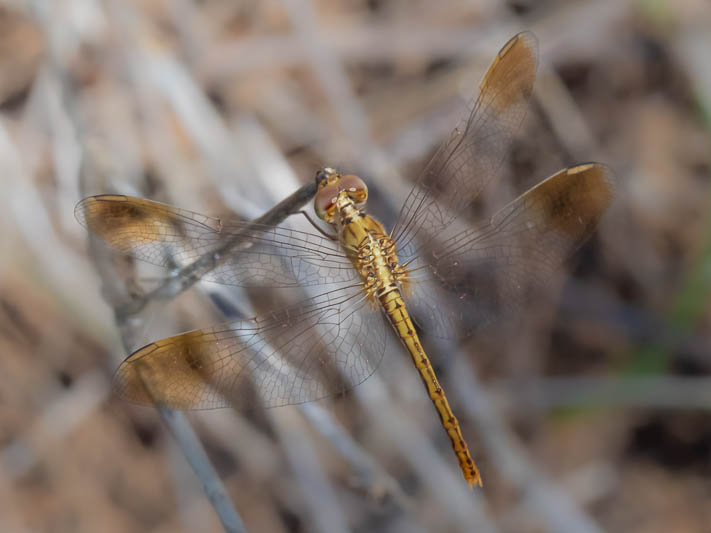 Diplacodes haematodes female-227189.jpg