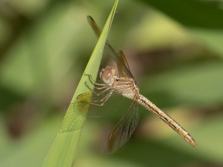 Diplacodes haematodes immature female-221487.jpg