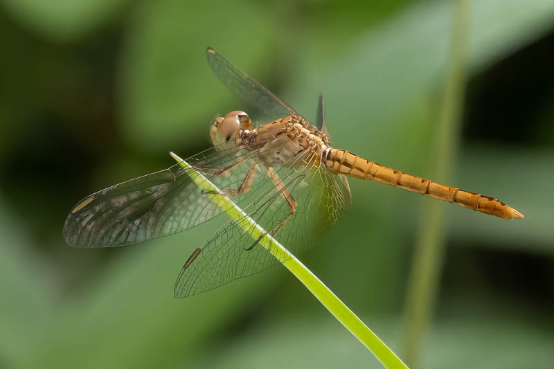 Diplacodes haematodes immature male-.jpg